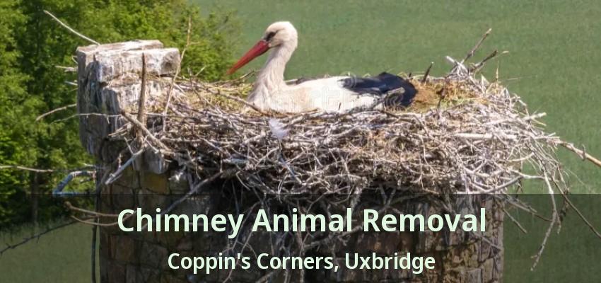 Chimney Animal Removal Coppin's Corners, Uxbridge - ON