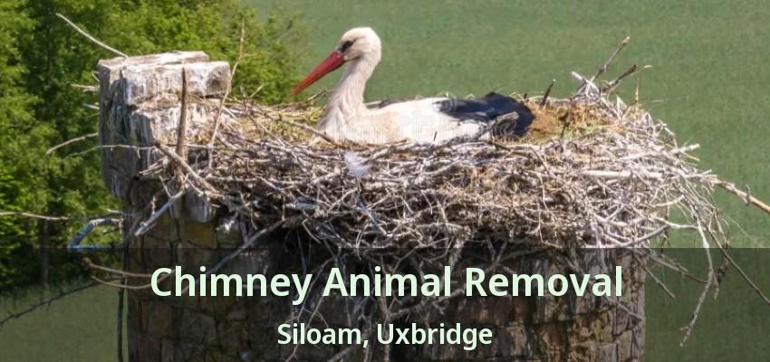 Chimney Animal Removal Siloam, Uxbridge - ON