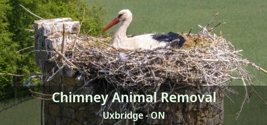 Chimney Animal Removal Uxbridge - ON