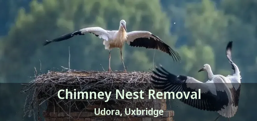 Chimney Nest Removal Udora, Uxbridge - ON