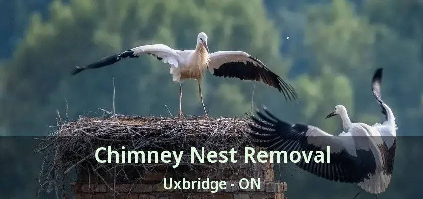 Chimney Nest Removal Uxbridge - ON