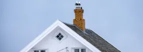 Chimney Nest Removal Siloam, Uxbridge